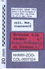 Etiketten zu Abelater maculatipennis (NHMW-ZOO-COL-0007324)